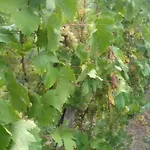 Mosel/trittenheim * Trittenheim