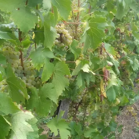 Mosel/trittenheim * 特里特海姆