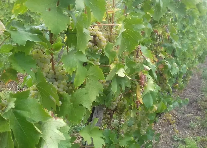 Mosel/trittenheim * Trittenheim